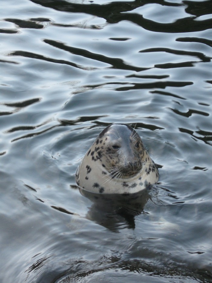 Seal