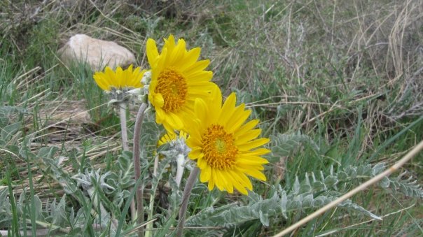 More bright flowers in the flat light