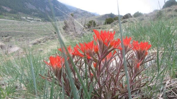 Indian Paintbrush