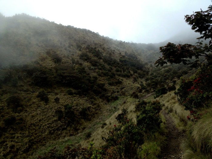 Beauty in the Mountain Mist. Please see the gallery at the end of the post for more photos like this.