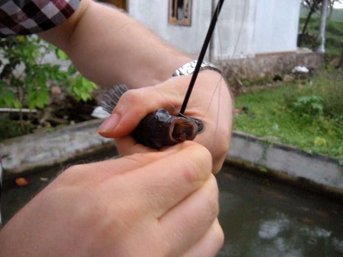 Too small to eat, so back in it went