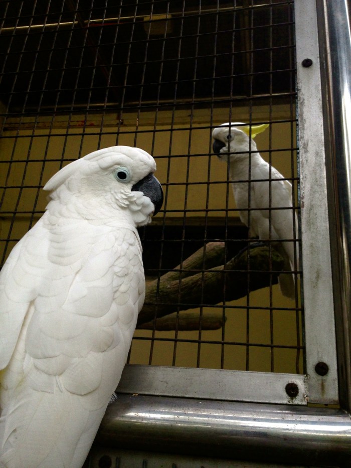 Cockatoos