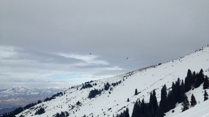 Two eagles examined the slide path later, which was a site to see.