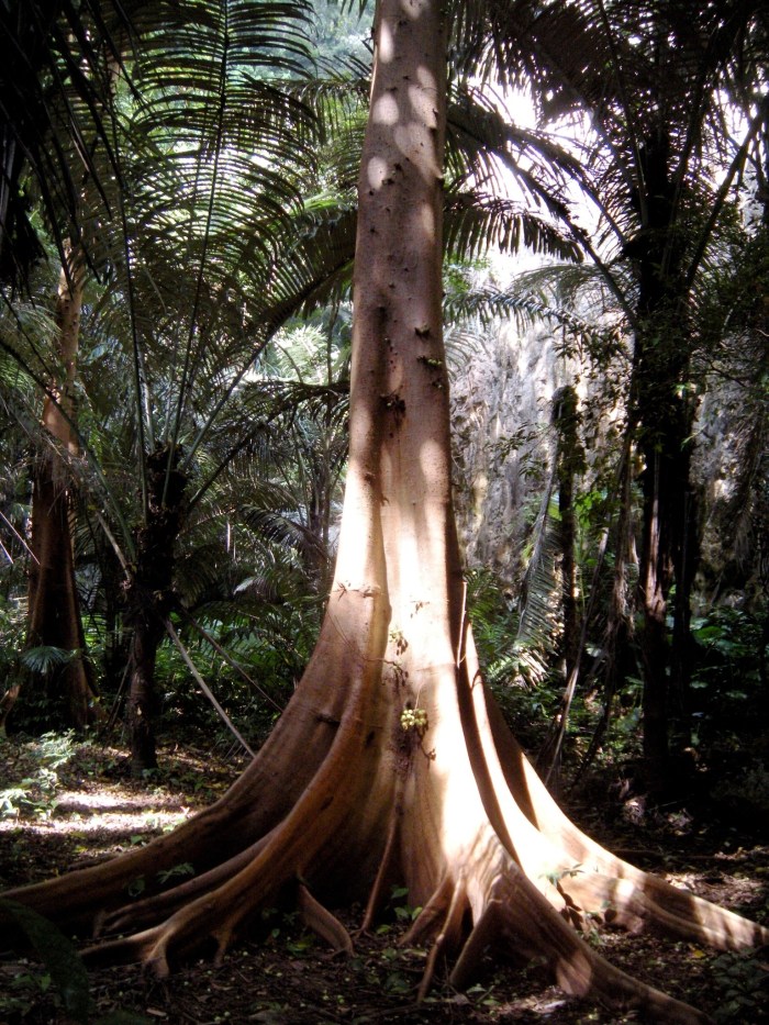 Partially Illuminated Tree on the way to the crag