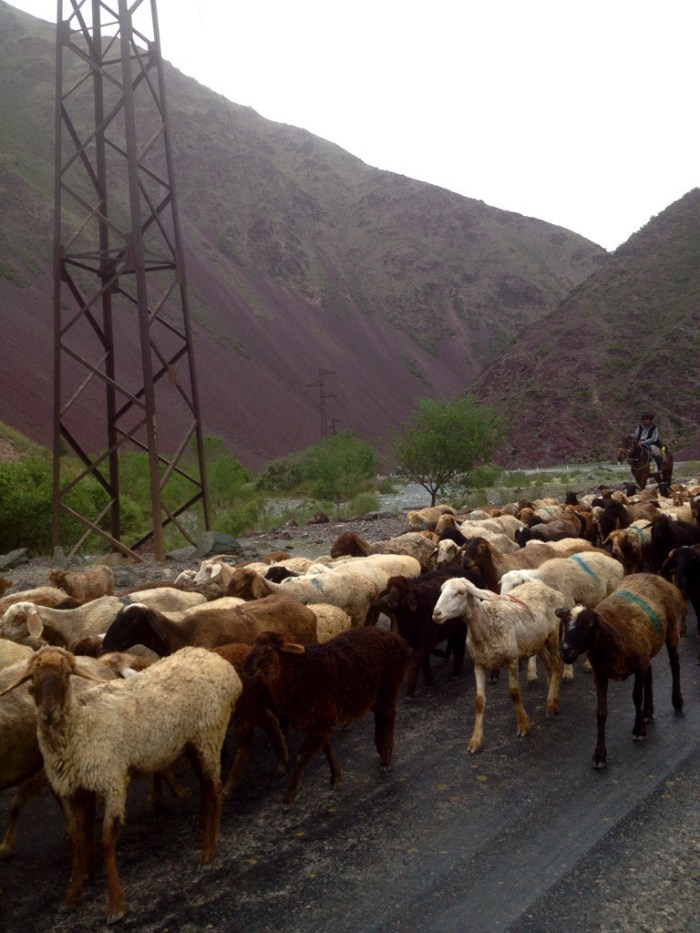 Sheep in the Kara-Balta Valley, walking north. Perhaps a sign?